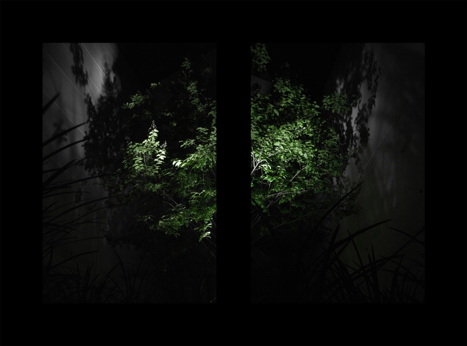 Two images of a tree lit by an external light casting a shadow onto a wall - a dyptych