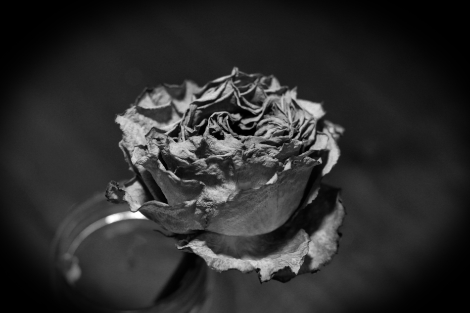 A black and white image of a withered flower